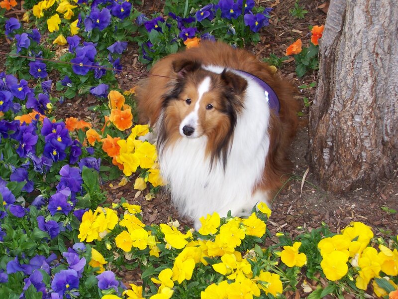 Shetland Sheepdog in Flowers