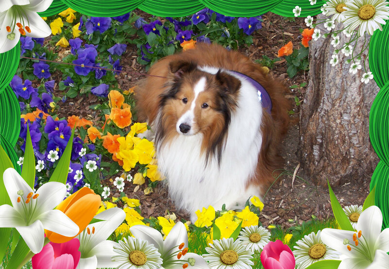 Shetland Sheepdog in Flowers — White