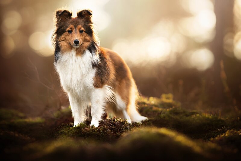 Shetland Sheepdog in Forest — Brown, Serene, Sunset