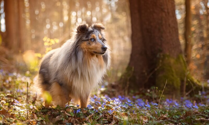 Shetland Sheepdog in Forest — Brown, Serene