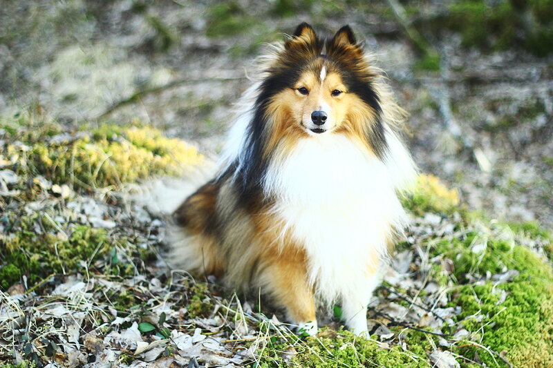 Shetland Sheepdog in Forest — Brown