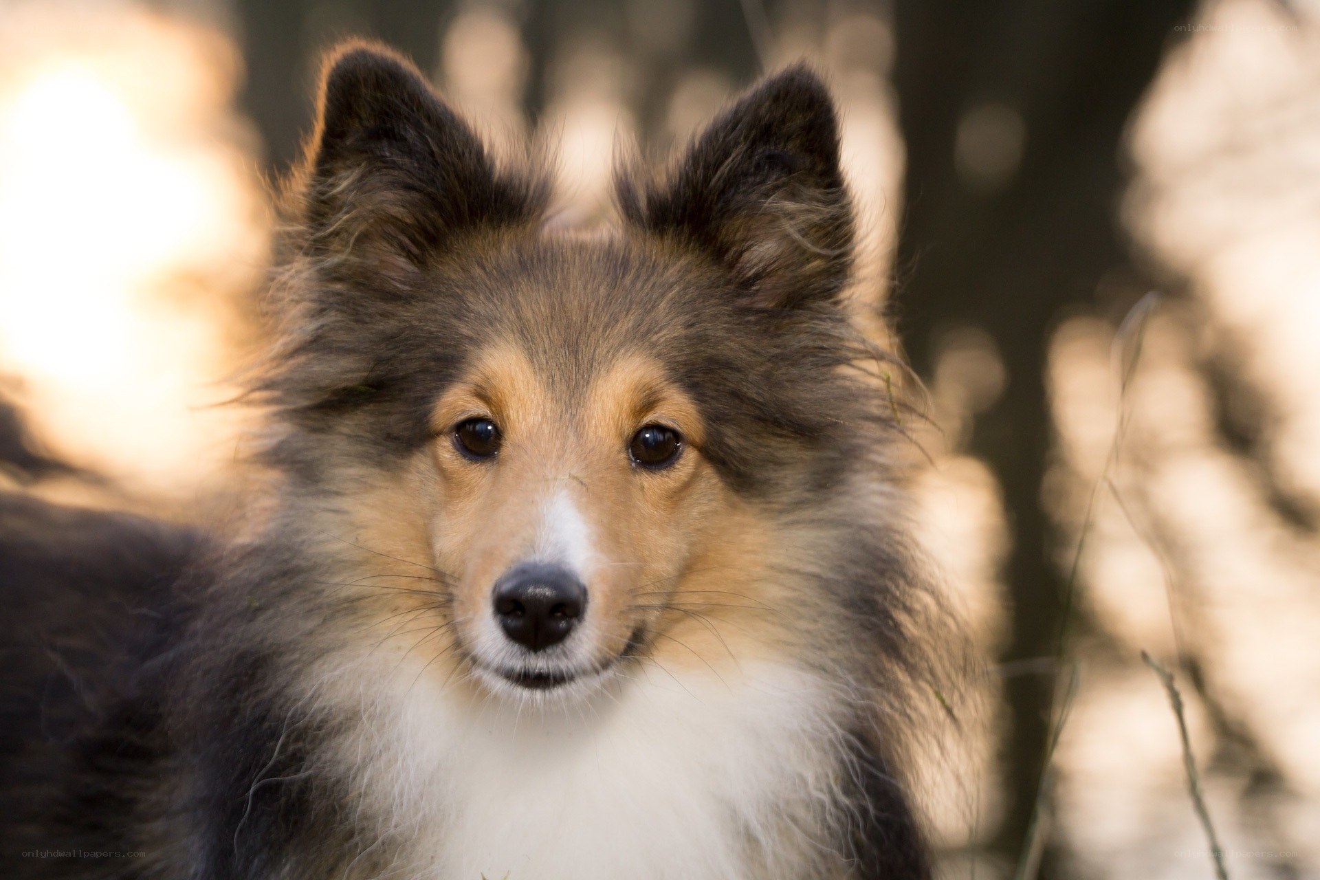 Shetland Sheepdog in forest