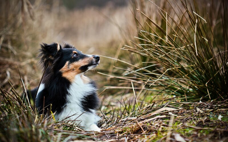Shetland Sheepdog in Grass — Black