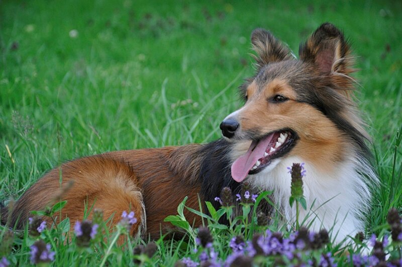 Shetland Sheepdog in Grass
