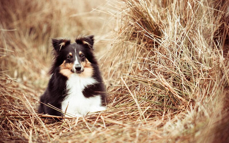 Shetland Sheepdog in Hay