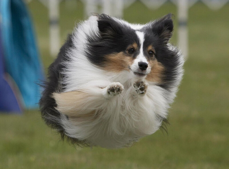 Shetland Sheepdog in Mid-air
