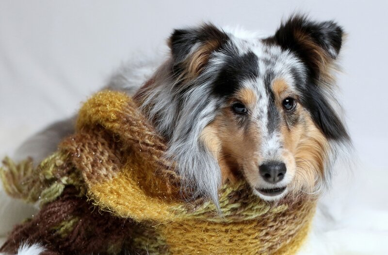 Shetland Sheepdog in Scarf