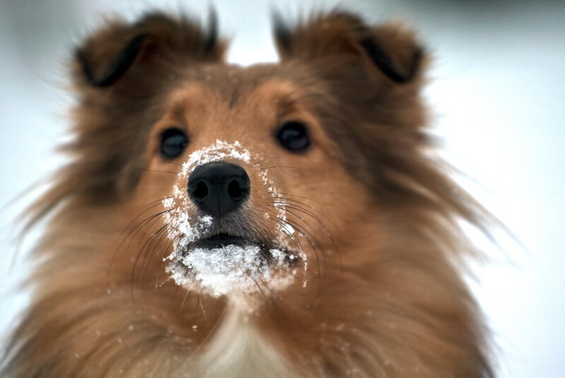 Shetland Sheepdog in Snow — Brown