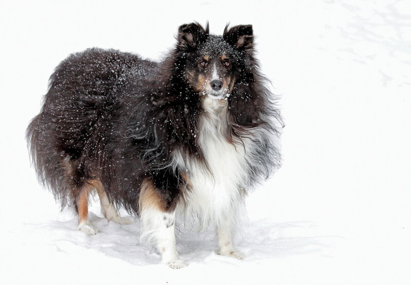 Shetland sheepdog in snow