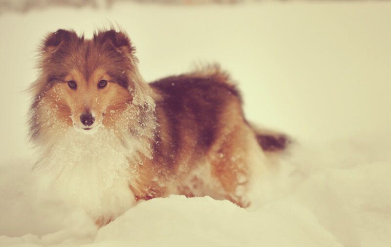 Shetland Sheepdog in Snow — White, Calm