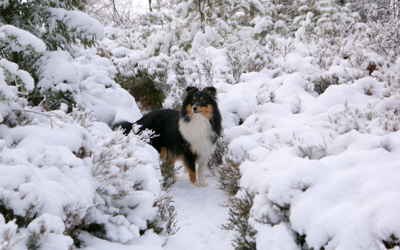 Shetland Sheepdog in Snow — White, Calm, Winter, Photograph
