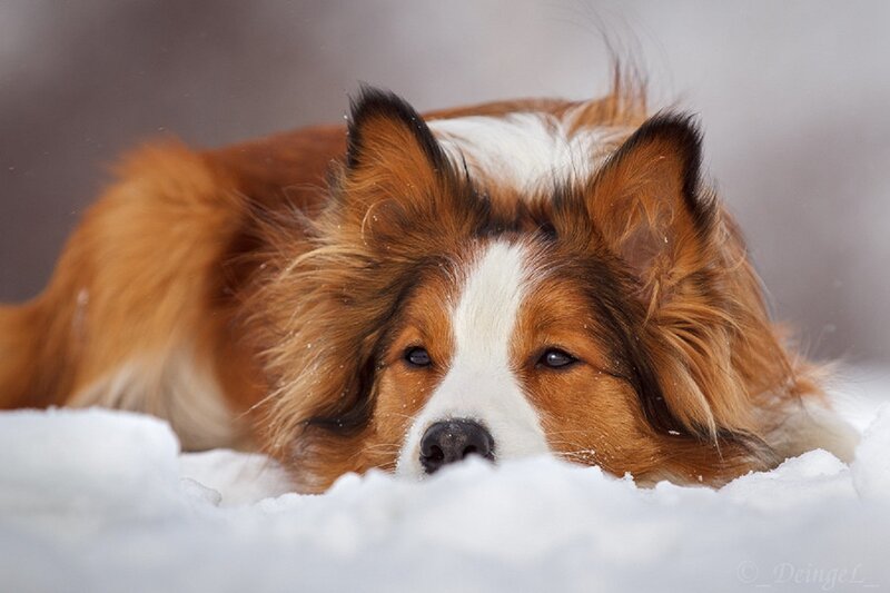 Shetland Sheepdog in Snow — White, Calm, Winter