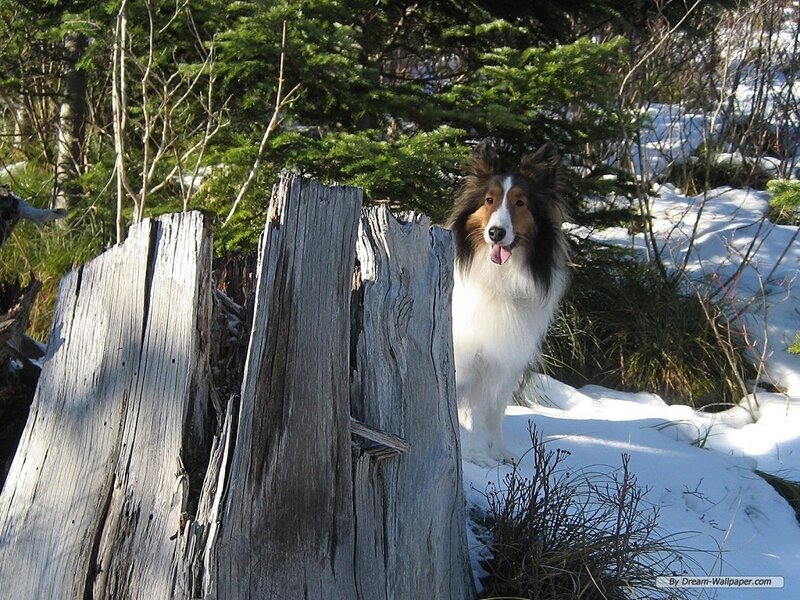 Shetland Sheepdog in Snow — White