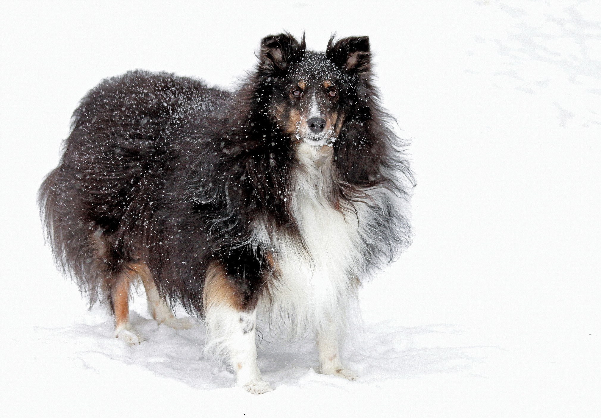 Shetland sheepdog in snow
