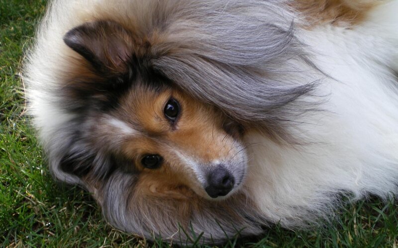 Shetland Sheepdog Lying — White