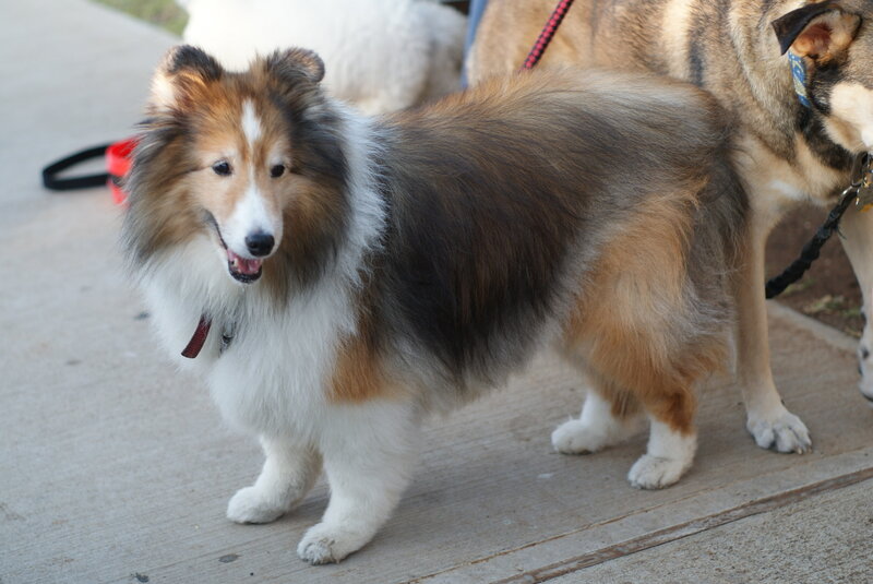 Shetland Sheepdog on a leash