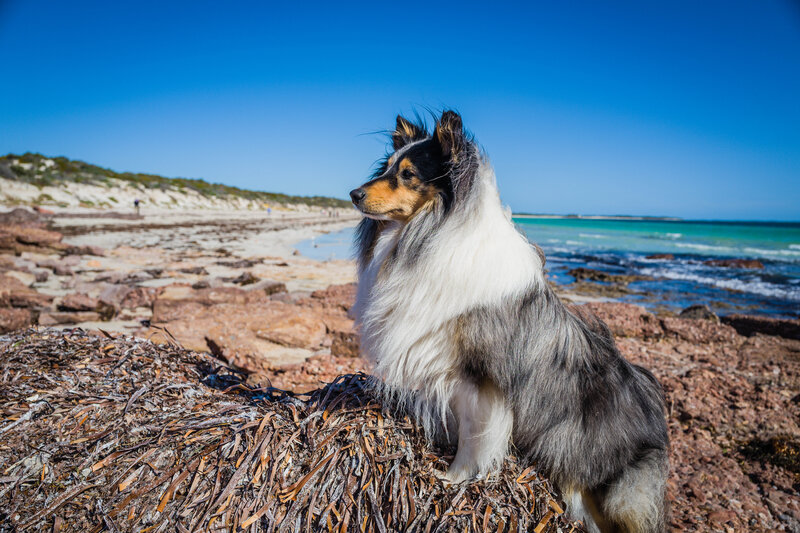 Shetland Sheepdog on Beach — Blue