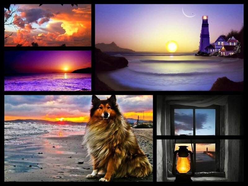 Shetland Sheepdog on Beach