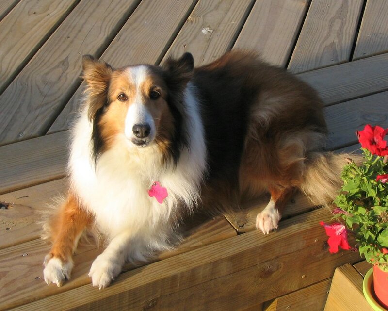 Shetland Sheepdog on Deck