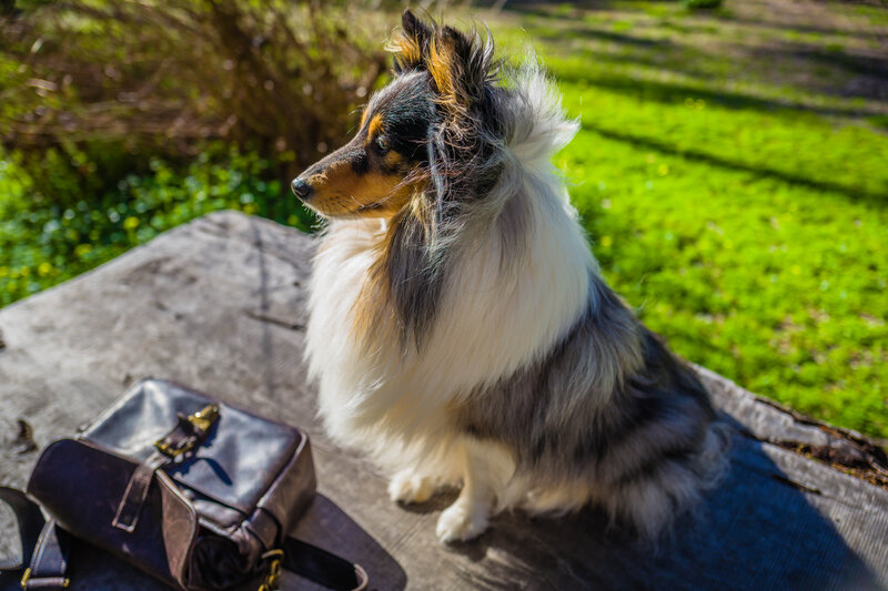 Shetland Sheepdog on Log