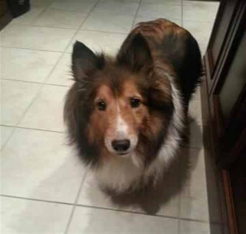 Shetland Sheepdog on Tile