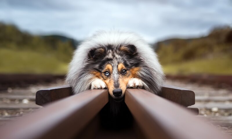Shetland Sheepdog on Train Tracks