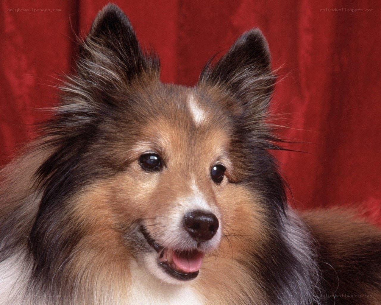 Shetland Sheepdog portrait