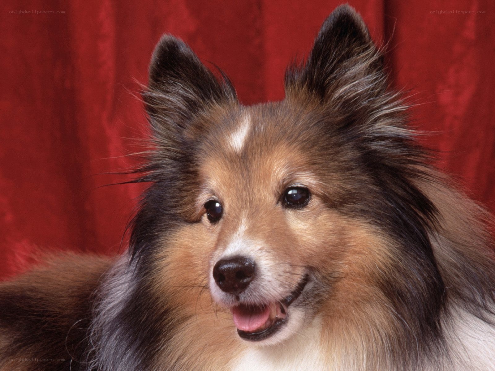 Shetland Sheepdog portrait