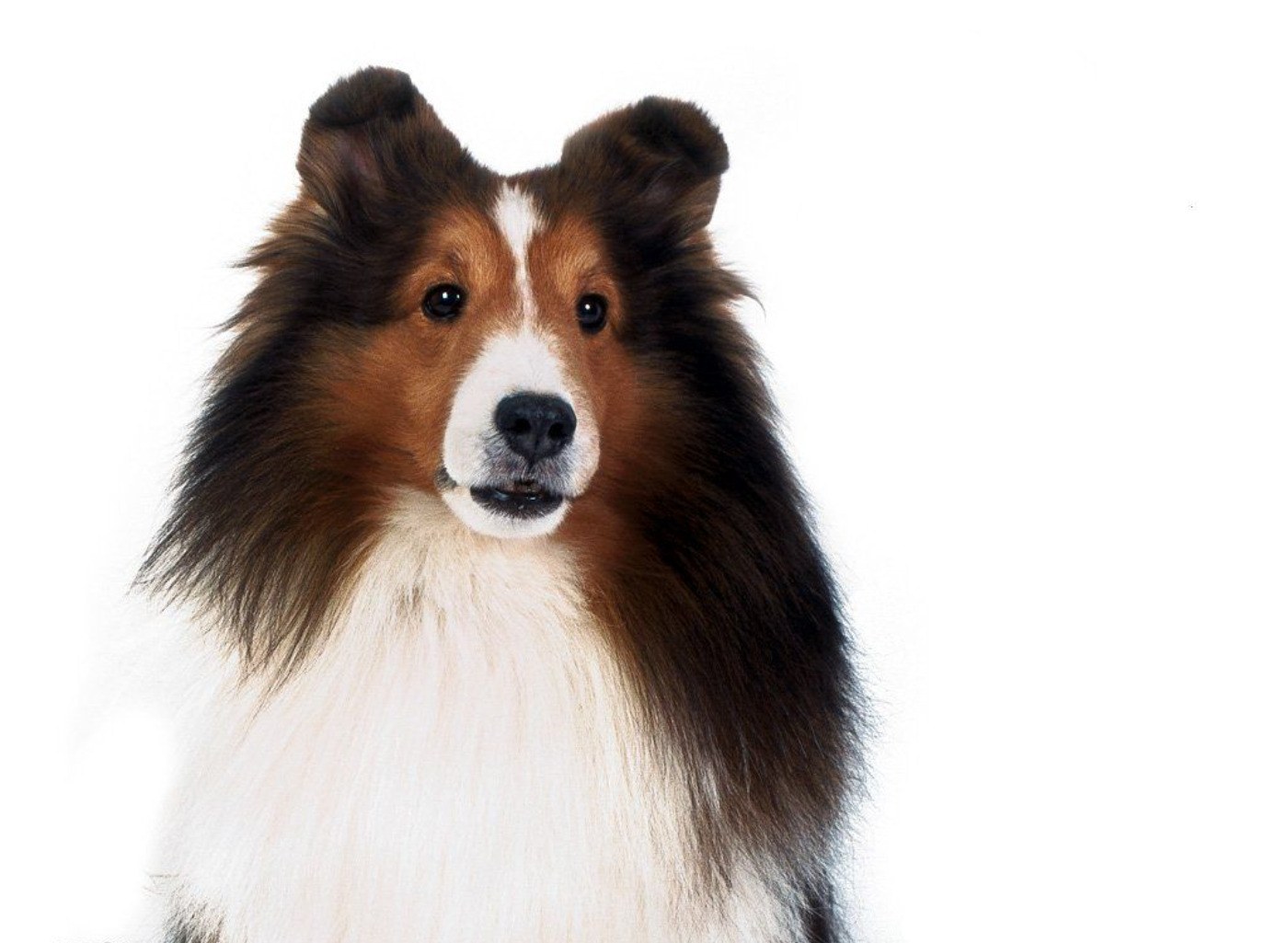 Shetland Sheepdog portrait