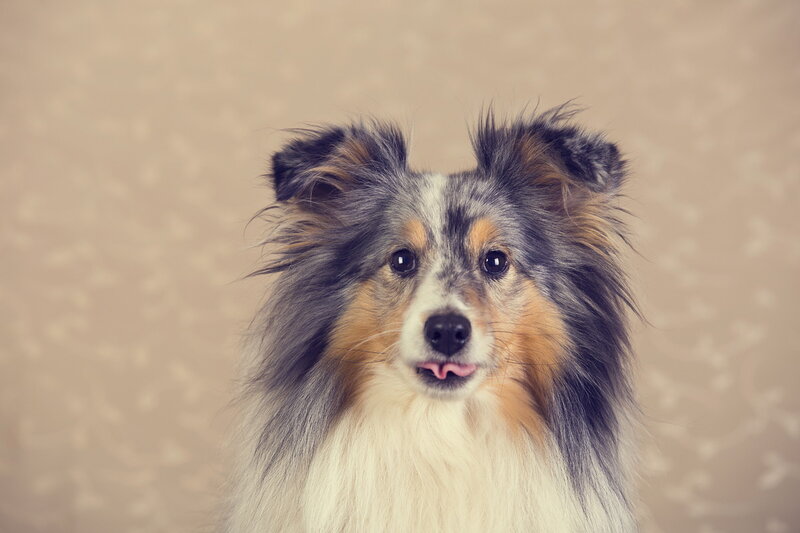 Shetland Sheepdog Portrait — Gray