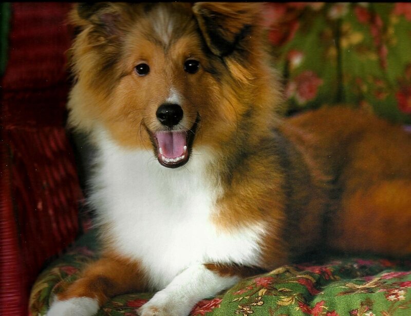 Shetland Sheepdog Puppy — Brown, Calm