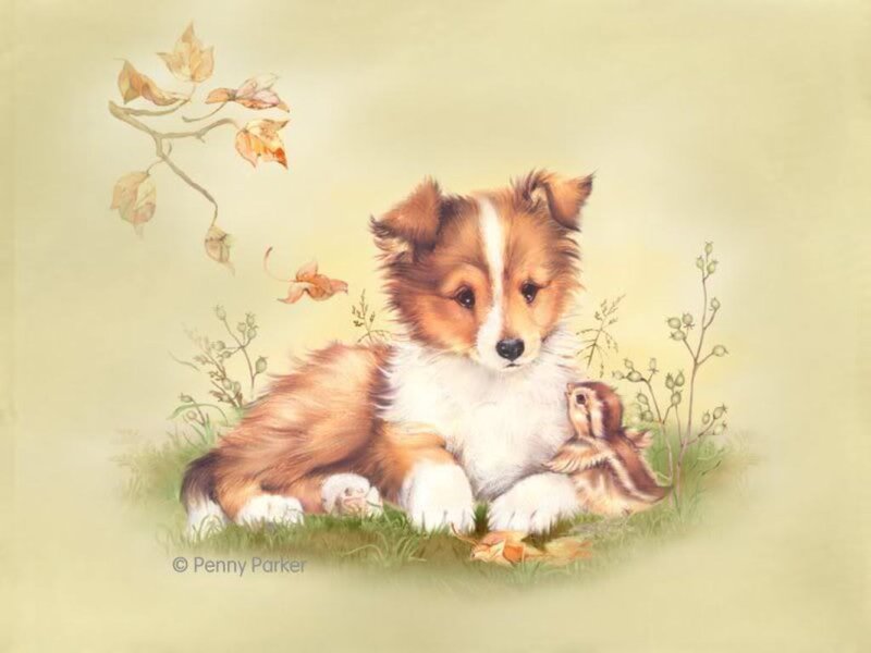 Shetland Sheepdog Puppy — Brown, Serene