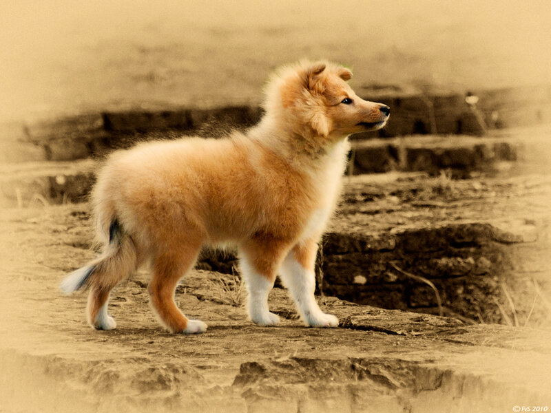 Shetland Sheepdog Puppy — Brown