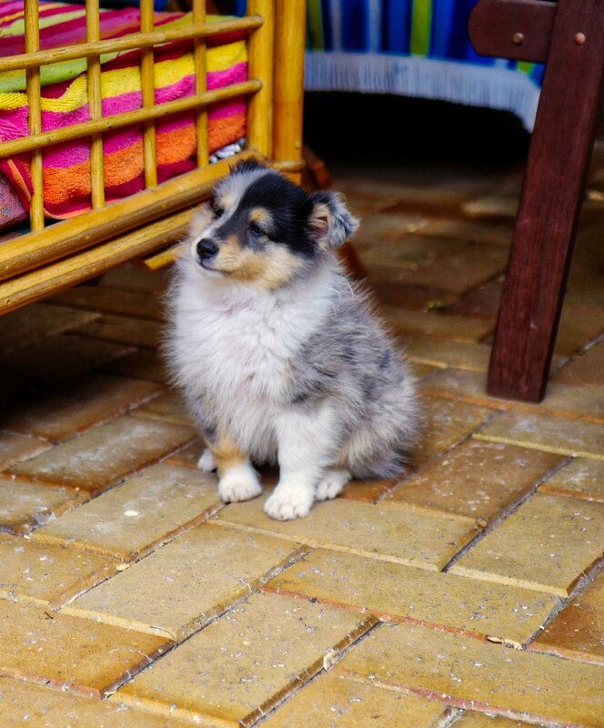 Shetland Sheepdog Puppy — Gray