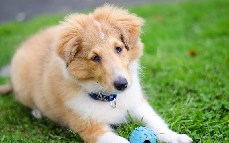 Shetland Sheepdog Puppy — Green