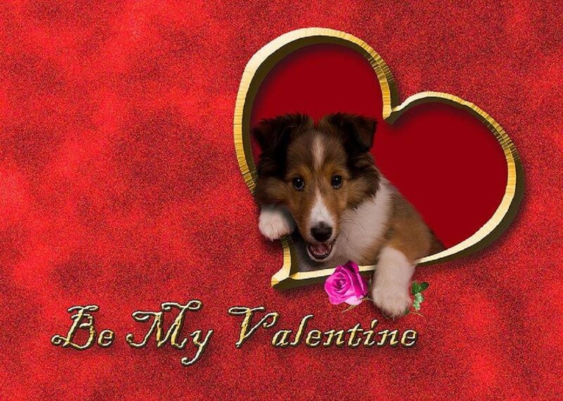 Shetland Sheepdog Puppy — Red, Romantic