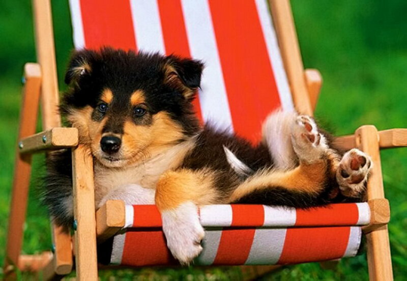 Shetland Sheepdog Puppy — Red
