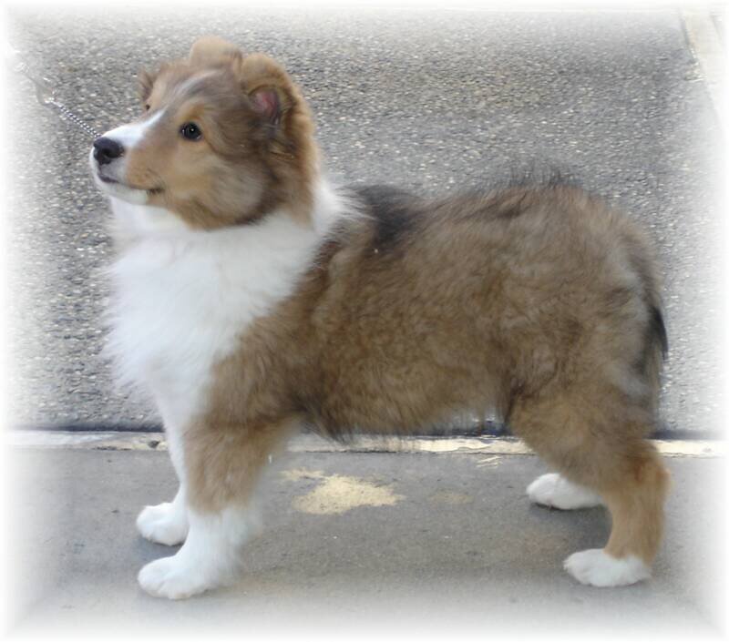 Shetland Sheepdog puppy standing