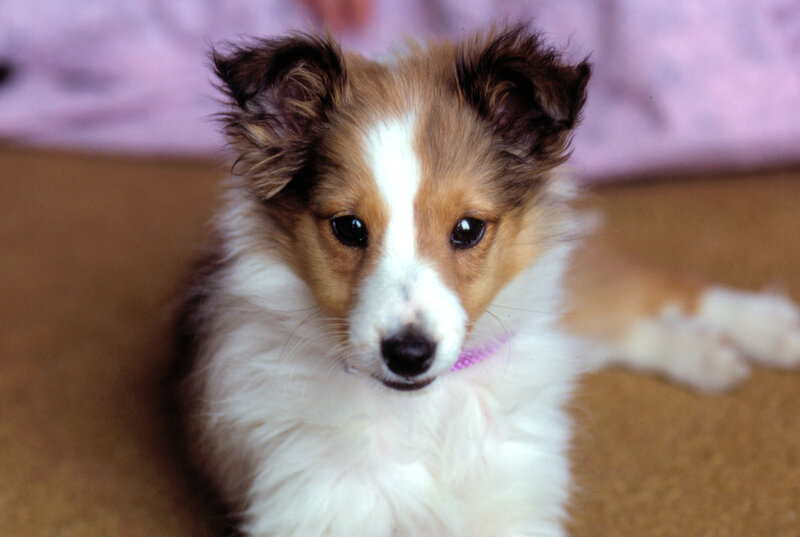 Shetland Sheepdog Puppy — White
