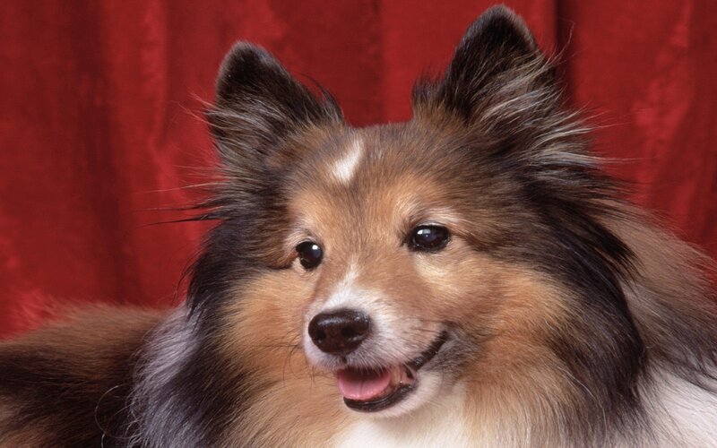 Shetland Sheepdog — Red, Calm