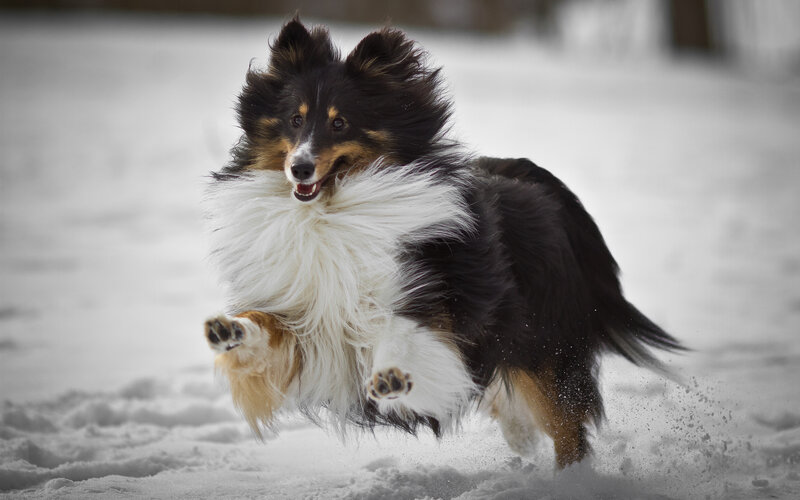 Shetland Sheepdog Running
