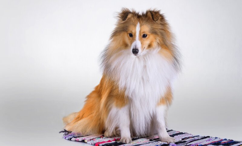 Shetland Sheepdog Sitting