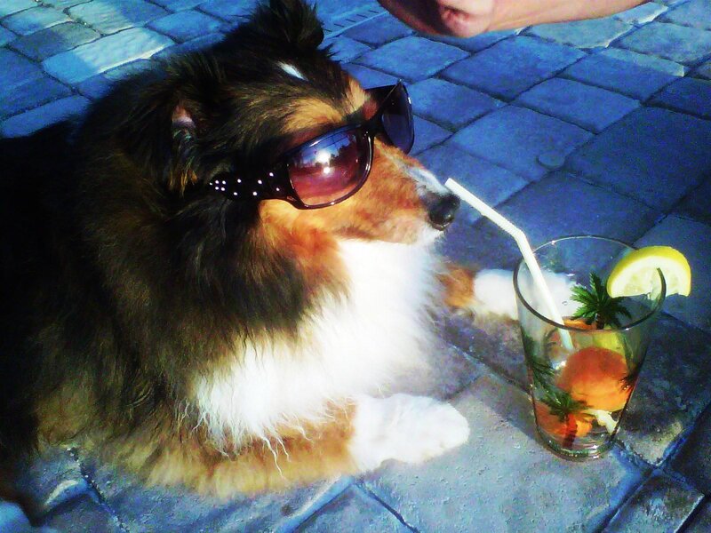 Shetland Sheepdog with Sunglasses