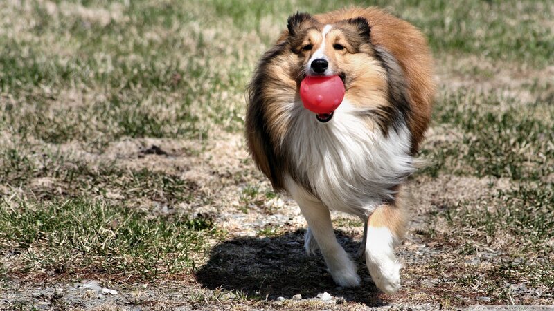 Shetland Sheepdog with Toy — Brown