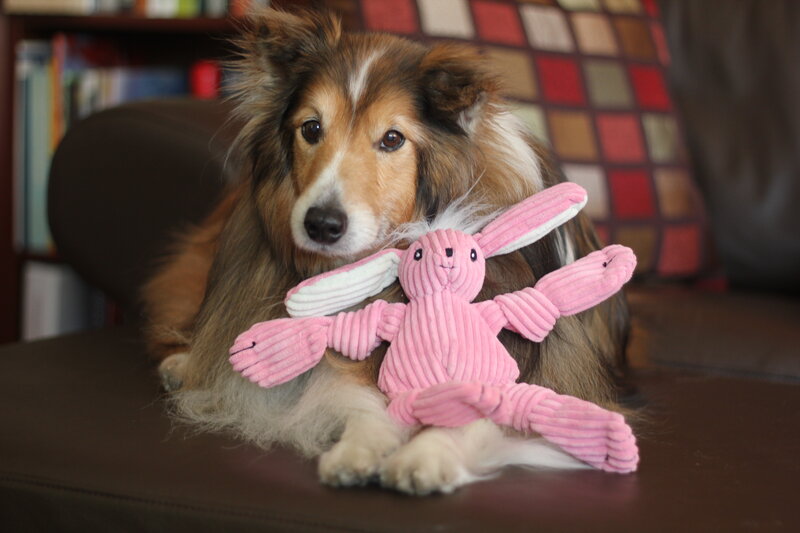 Shetland Sheepdog with Toy