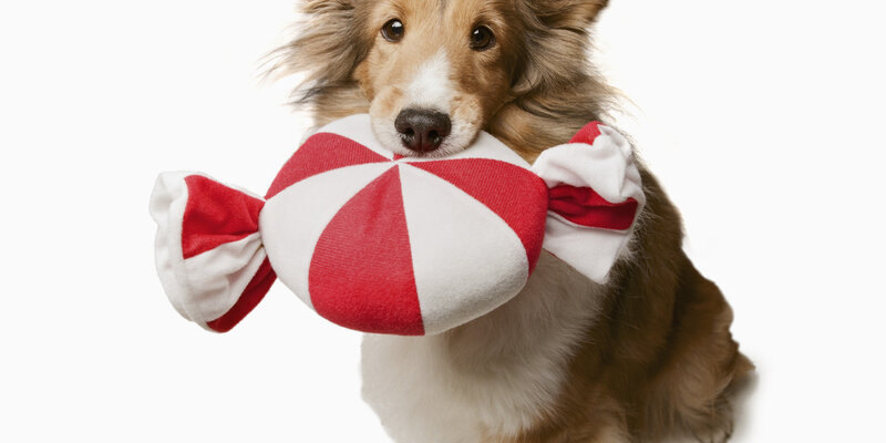 Shetland Sheepdog with Toy — White