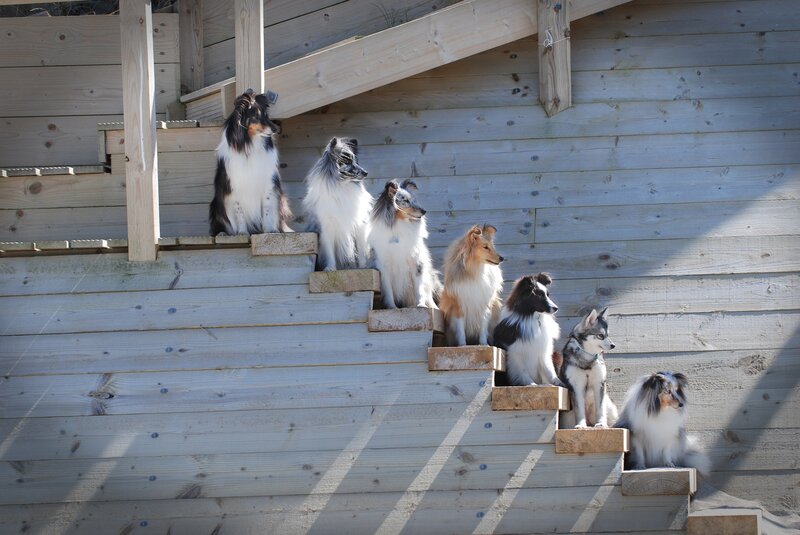 Shetland Sheepdogs on Steps