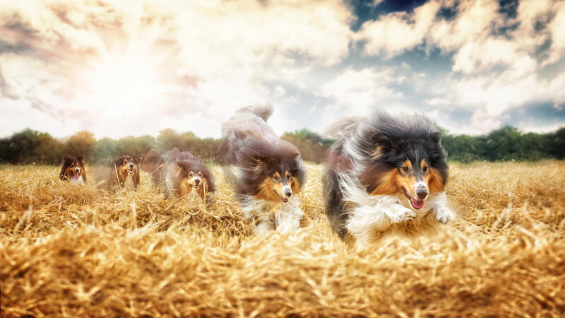 Shetland Sheepdogs Running