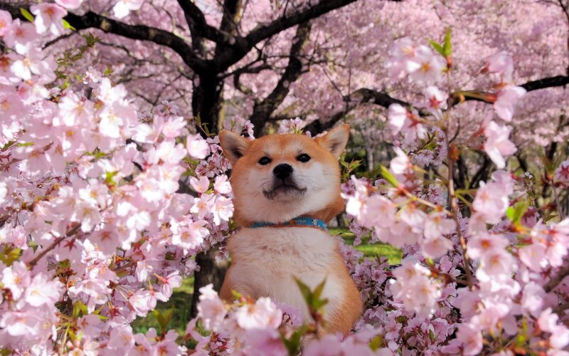 Shiba Inu among cherry blossoms