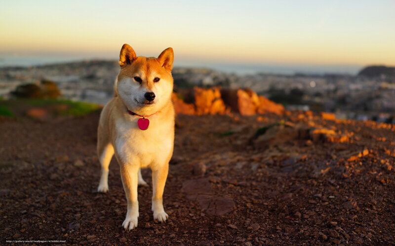 Shiba Inu at sunset